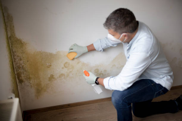 Best Mold Remediation for Healthcare Facilities  in Summerset, SD